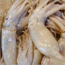 Squid