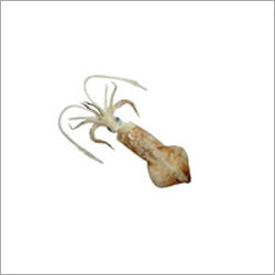 Indian Squid