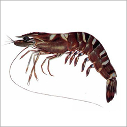 Tiger Prawn
