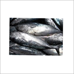 Tuna
