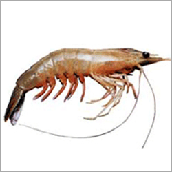 White Prawn