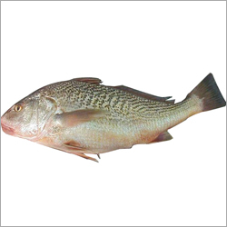 Yellow Croaker