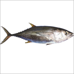 Yellow Tuna