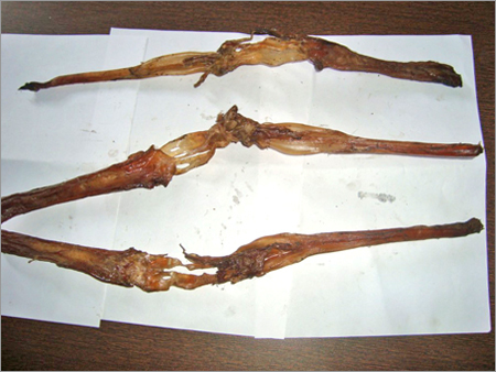 Tendon 4