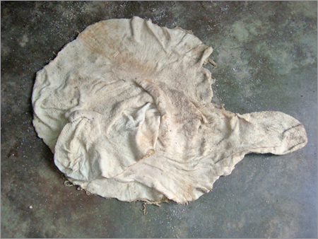 Salted Tripe