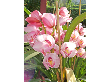 Cymbidium