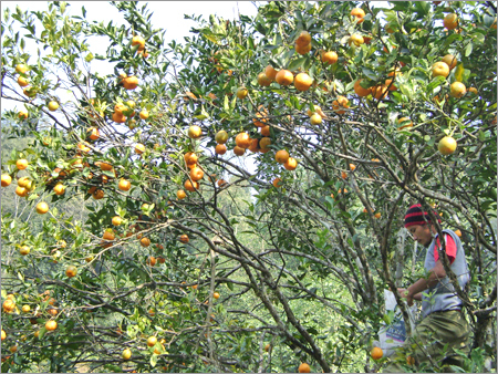 Mandarin Oranges