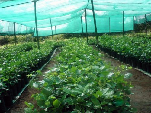 Nursery shed nets