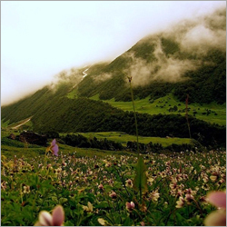 Valley of Flowers
