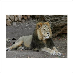 Gir National park