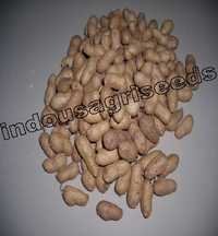 Groundnut Sowing Seeds