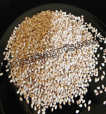 Sesamum Sowing Seeds