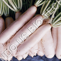 Radish Sowing Seeds