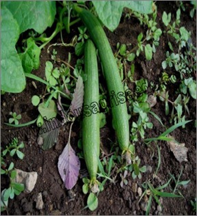 Sponge Gourd Seeds