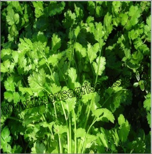 Coriander Seeds