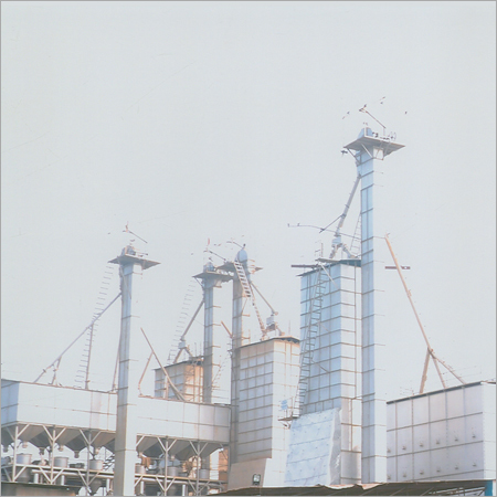 Rice Plant