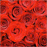 Fresh Flowers Fragrances