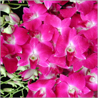 Flowers Fragrance
