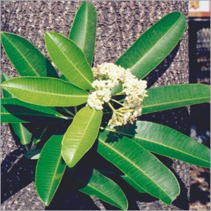 Alstonia Scholaris