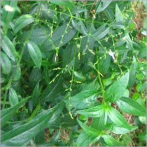 Andrographis Paniculata