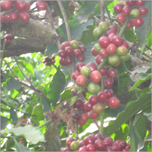 Herbal & Botanical Products