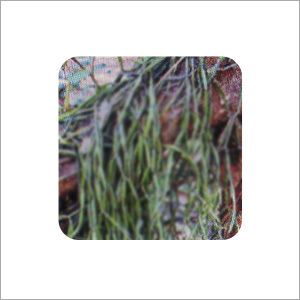 Herbal & Botanical Products