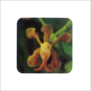 Herbal & Botanical Products