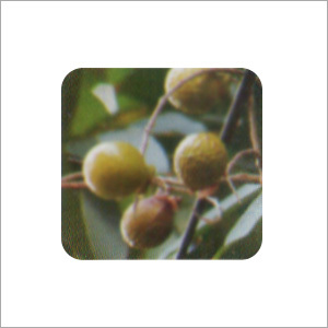 Herbal & Botanical Products