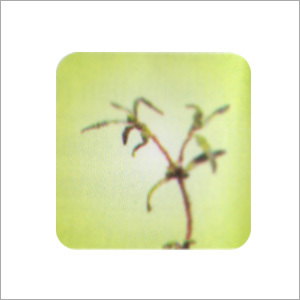 Herbal & Botanical Products