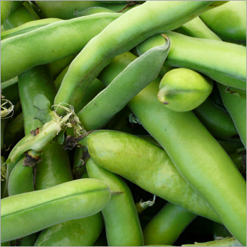 Beans - Broad Beans, 5-15cm Size Range | Fresh, Green, Flavorful, Succulent Pods Ideal for Culinary Use in Dishes and Salads
