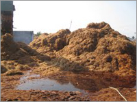 Workshop - Coconut Coir, Variable Dimensions | Durable, Easy Use, Eco-Friendly, High Yield, Low Cost