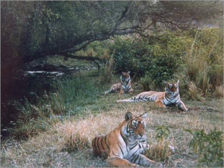 India Wild life Tours
