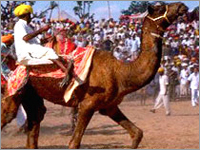 Desert Safari In India