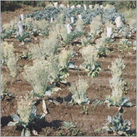 Cauliflower Breeding Nursery
