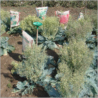 Cauliflower Breeding Nursery