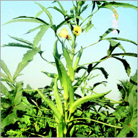 Agro Products