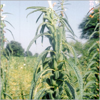 Agro Products