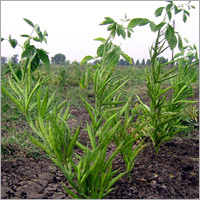 Guvar Daftari -99 (HIRA)