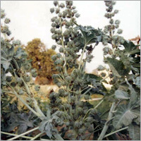 Parental Lines of Daftari-91 - Hybrid, 1.5-2m Height, 0.5-1g Seed Weight | High Yield, Disease Resistant, Fast Growth, Uniformity, Adaptable