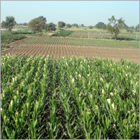 Agro Products