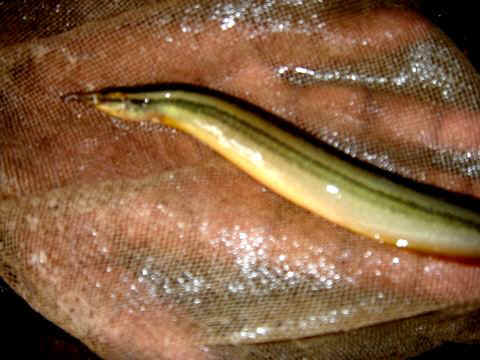 MACROGNATHUS ACULEATUS