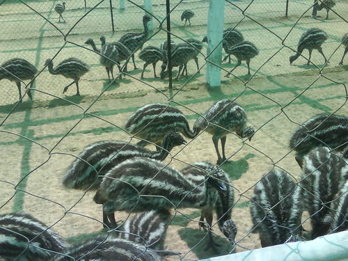 Emu Chicks-2 Month old