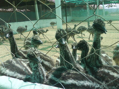 Emu Chicks - 3 month old