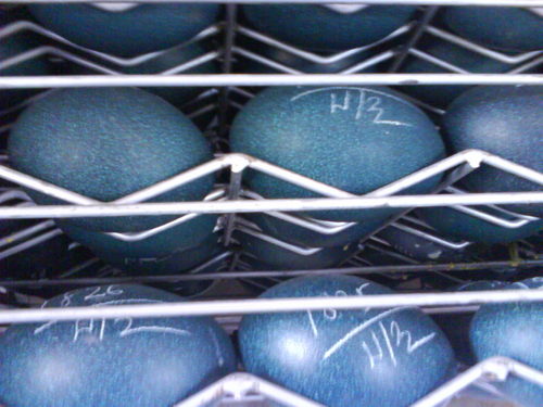 Emu Egg