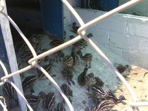 Emu Chicks When Take Rest