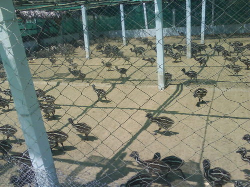 PLAING EMU CHICKS