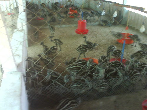 Emu Chicks