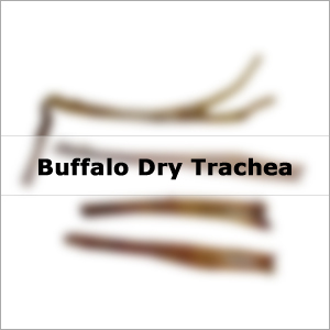 Buffalo Dry Trachea