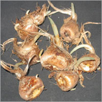 Persian Saffron