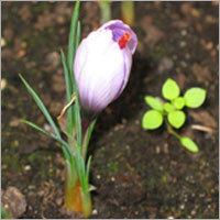 Saffrons Flower